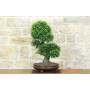 2 - Bonsai di Zelkova Parvifolia (13).