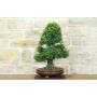 3 - Bonsai di Zelkova Parvifolia (13).