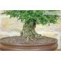 6 - Bonsai di Zelkova Parvifolia (13).