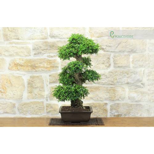 3 - Bonsaï de Zelkova Parvifolia (9).