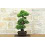 3 - Bonsai di Zelkova Parvifolia (9).