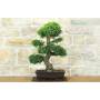 4 - Bonsai di Zelkova Parvifolia (9).