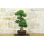 5 - Bonsai di Zelkova Parvifolia (9).