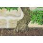 6 - Bonsai di Zelkova Parvifolia (9).