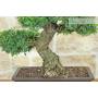 7 - Bonsai di Zelkova Parvifolia (9).