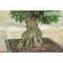 8 - Bonsai di Zelkova Parvifolia (9).