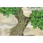 9 - Bonsai di Zelkova Parvifolia (9).