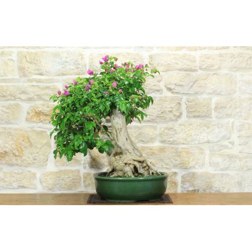 1 - Bonsai di Bougainvillea Spectabilis (140)