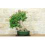 1 - Bonsai di Bougainvillea Spectabilis (140)
