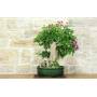 2 - Bonsai di Bougainvillea Spectabilis (140)