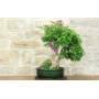 3 - Bonsai di Bougainvillea Spectabilis (140)