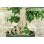 6 - Bonsai di Bougainvillea Spectabilis (140)