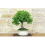 2 - Bonsai di Ciliegio Selvatico (178)