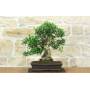 1 - Bonsai di Olivastro (292)
