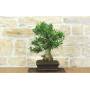 2 - Bonsai di Olivastro (292)