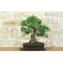 3 - Bonsai di Olivastro (292)