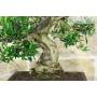 5 - Bonsai di Olivastro (292)