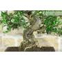 6 - Bonsai di Olivastro (292)