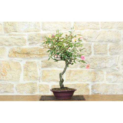 1 - Bonsai di Rosa Mutabilis (1)