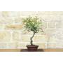 1 - Bonsai di Rosa Mutabilis (1)