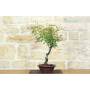 2 - Bonsai di Rosa Mutabilis (1)