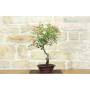 3 - Bonsai di Rosa Mutabilis (1)