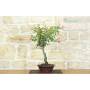 4 - Bonsai di Rosa Mutabilis (1)