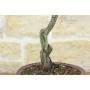 5 - Bonsai di Rosa Mutabilis (1)