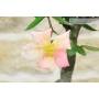 6 - Bonsai di Rosa Mutabilis (1)