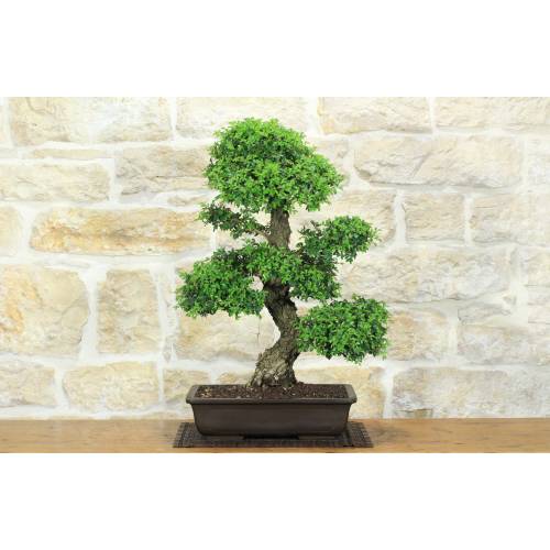 Bonsaï de Zelkova Parvifolia (9).