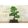 Bonsai di Zelkova Parvifolia (9).