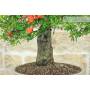 6 - Pomegranate Bonsai (149)
