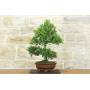 5 - Oak Bonsai - Holm Oak (94)