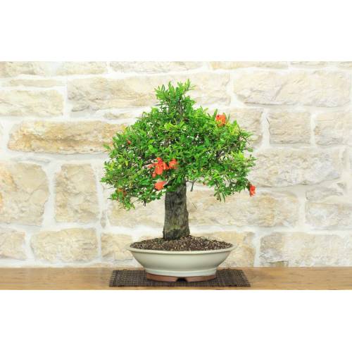 Bonsai di Melograno (149)