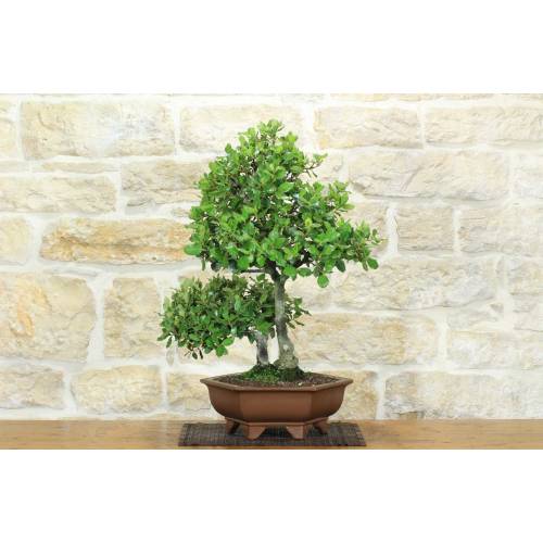 Bonsai di Quercia - Leccio (94)