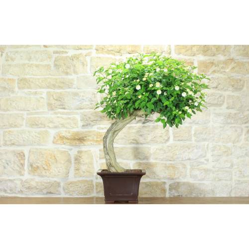 Lantana Camara Bonsai (39)