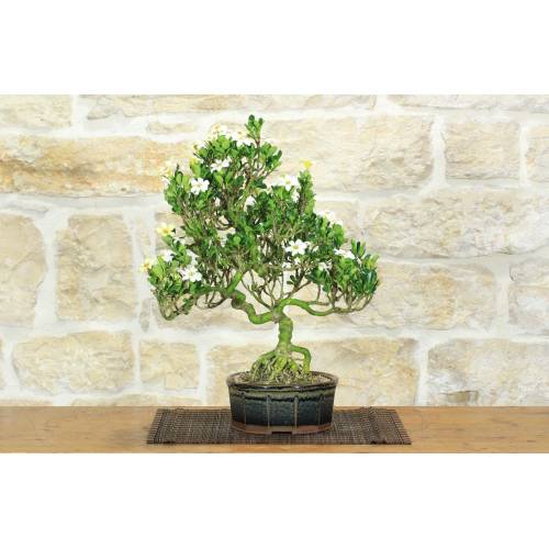 1 - Bonsai di Gardenia (2)