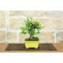 2 - Bonsai di Melograno (154)