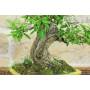 5 - Bonsai di Melograno (154)