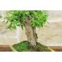 6 - Bonsai di Melograno (154)