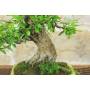 7 - Bonsai di Melograno (154)
