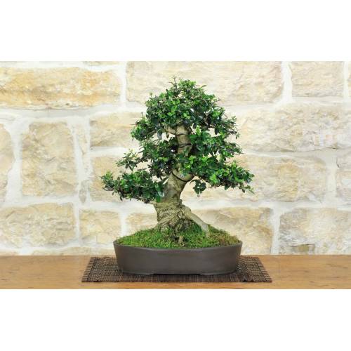 1 - Bonsai di Olivastro (293)
