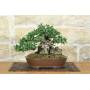 1 - Bonsai di Olivastro (294)