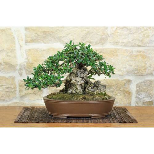 1 - Bonsai di Olivastro (294)