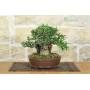 2 - Bonsai di Olivastro (294)