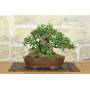 3 - Bonsai di Olivastro (294)