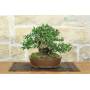 4 - Bonsai di Olivastro (294)