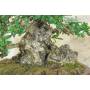 5 - Bonsai di Olivastro (294)