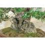 6 - Bonsai di Olivastro (294)