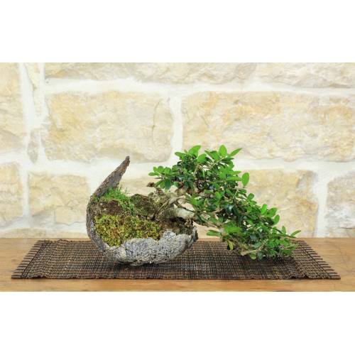 1 - Bonsai di Olivastro (295)